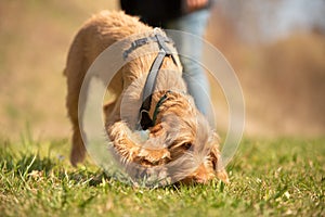 Magyar Vizsla 18 weeks old - Dog puppy is sniffing in the grass