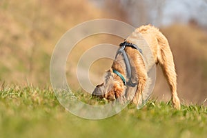 Magyar Vizsla 18 weeks old - Dog puppy is sniffing in the grass