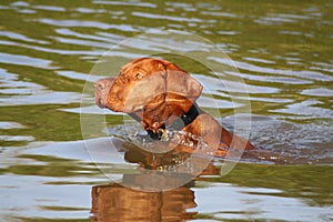 Magyar Vizsla Dog