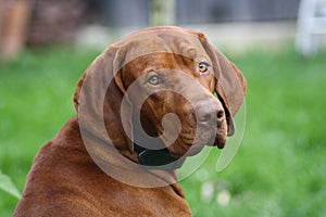 Magyar Vizsla Dog photo