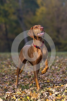 Magyar Vizsla hunting dog