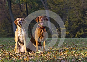 Magyar Vizsla hunting dogs