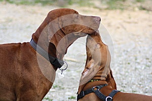 Magyar Vizsla with Puppies