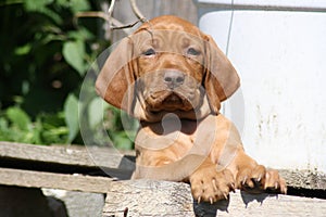 Magyar Vizsla Puppy