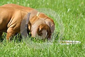 Magyar Vizsla Puppy