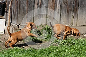 Magyar Vizsla Puppy