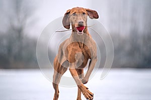 Magyar Vizsla strutting by the frozen lake with a small red ball in its mouth. The dog is well trained and has a beautiful brown