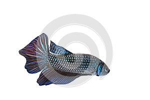 Mahachai betta Betta mahachaiensis, Beautiful Siamese Fighting Fish isolated on white background, Thailand