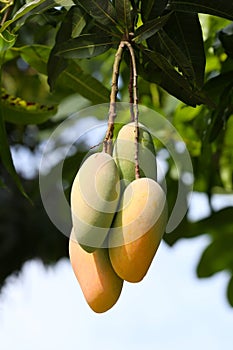 Mahachanok Mango on tree in the orchard
