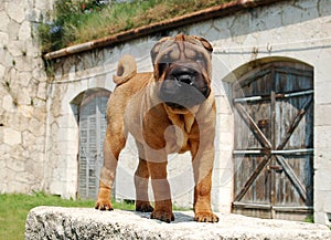 Mahagony sharpei puppy