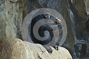 A Mahale Mountain Chimpanzee  at LA Zoo eats on a rock photo