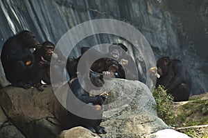 Group of Mahale Mountain Chimpanzees at LA Zoo chimps hang out on a rock and eat photo