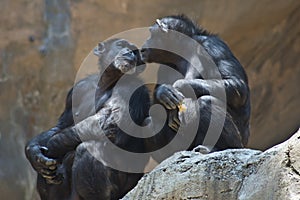 Two Mahale Mountain Chimpanzees at LA Zoo look at each other one chimp has an open wound on arm photo