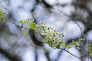 Mahaleb cherry tree flowering, deciduous tree with group of small white flowers and green leaves on branches