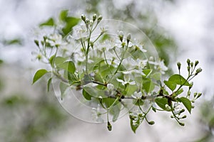 Mahaleb cherry tree flowering, deciduous tree with group of small white flowers and green leaves on branches