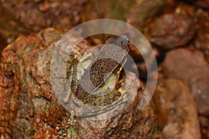 Maharashtra Golden Backed Frog - Indosylvirana caesari , Satara District, Maharashtr