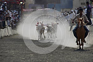 MAHARASHTRA, INDIA, April 2014, People enjoy traditional Bullock cart racing or bailgada sharyat