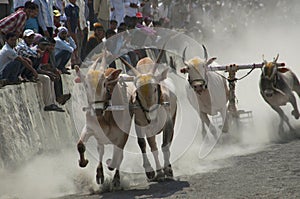 MAHARASHTRA, INDIA, April 2014, People enjoy traditional Bullock cart racing or bailgada sharyat