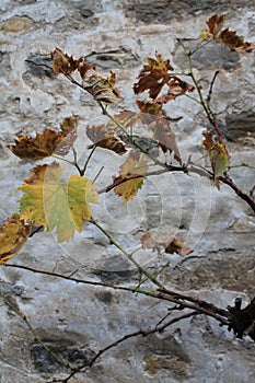 Mahatsondo, Vitis vinifera