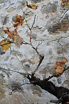 Mahatsondo, Vitis vinifera