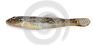 Mahaze, Japanese goby fish