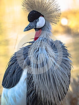 Mahem bird looking elegant