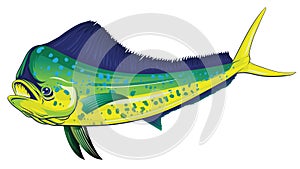 Mahi Mahi