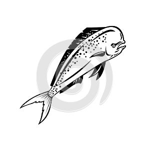 Mahi-mahi or Common Dolphinfish Swimming Up Retro Black and White