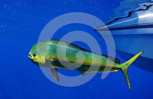 Mahi mahi or dolphin fish photo