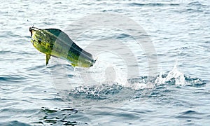Mahi mahi or Dolphin fish jumping, hooked to a red lure
