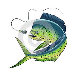 Mahi Mahi Fish Catching Fishing Lure Hand Drawn Illustration