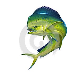 Mahi mahi fish photo