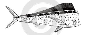 Mahi-Mahi Fish Hand Drawn Illustration Vintage