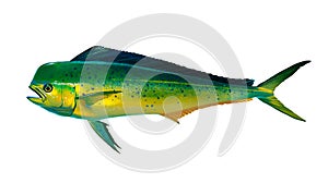 Mahi mahi Young or dolphin fish isolated on white.