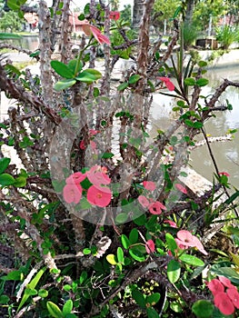 Mahkota duri, Euphorbia milii plant