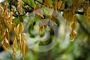 Mahogany Dry Leaves in Autumn Season