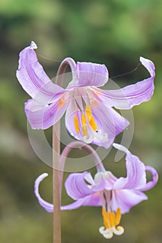 Mahogany fawn lily Erythronium revolutum, pink flowers