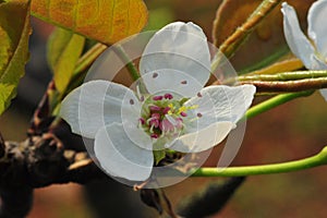 Mahogany-flower and seedling industry