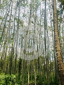 Mahogany forest