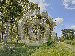 mahogany forest with tall trees, green grass and blue skies with white clouds