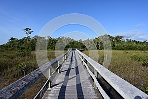 Mahogany Hammock boardwalk in Everglades National Park, Florida.