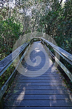 Mahogany Hammock boardwalk in Everglades National Park, Florida