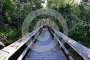Mahogany Hammock boardwalk in Everglades National Park, Florida.