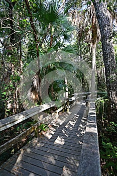 Mahogany Hammock boardwalk in Everglades National Park, Florida