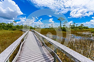 Mahogany Hammock Trail of the Everglades National Park. Boardwalks in the swamp. Florida, USA