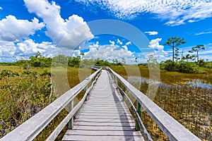 Mahogany Hammock Trail of the Everglades National Park. Boardwalks in the swamp. Florida, USA