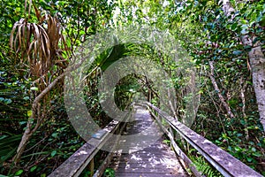 Mahogany Hammock Trail of the Everglades National Park. Boardwalks in the swamp. Florida, USA