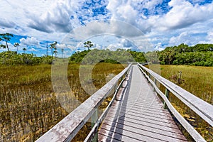 Mahogany Hammock Trail of the Everglades National Park. Boardwalks in the swamp. Florida, USA