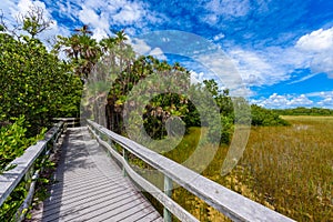 Mahogany Hammock Trail of the Everglades National Park. Boardwalks in the swamp. Florida, USA