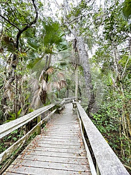 Mahogany Hammock trail, Everglades National Park, Florida, USA